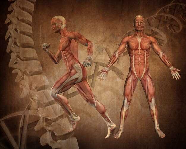 Функции мышц человека